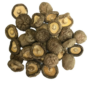 HIGH QUALITY MUSHROOM FROM VIETNAM DELICIOUS NATURAL COLOR