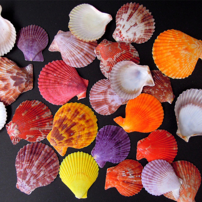 Home and Foods Decoration Craft Seashell Polished Natural Sea Shell