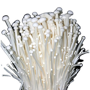 THE BEST QUALITY ENOKI MUSHROOM FROM VIETNAMESE SUPPLIER WITH LOW PRICE