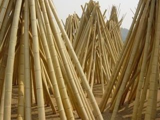 Wholesale Drying bamboo sticks bamboo poles for fence making decoration Anna