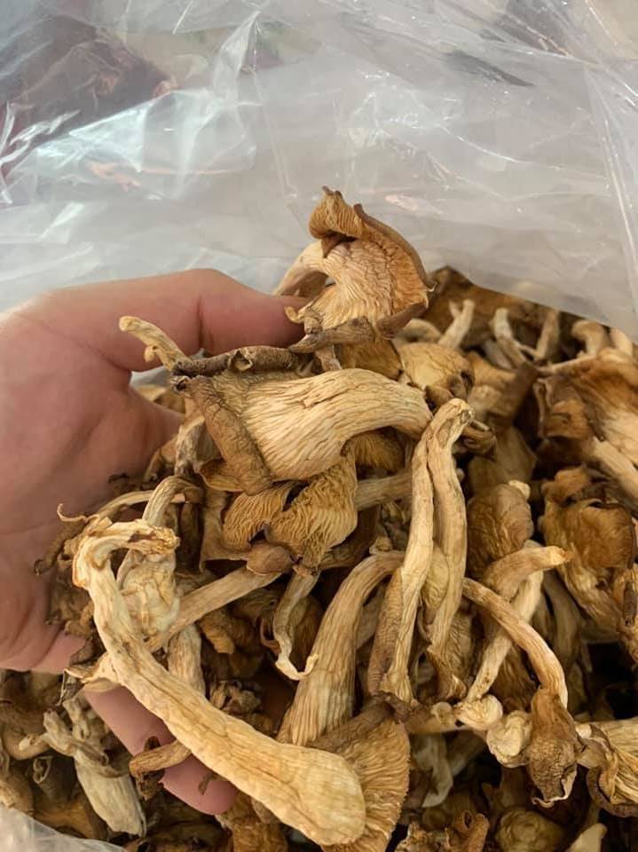 Best price dried oyster mushroom/abalone mushrooms for wholesale