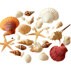 Home and Foods Decoration Craft Seashell Polished Natural Sea Shell