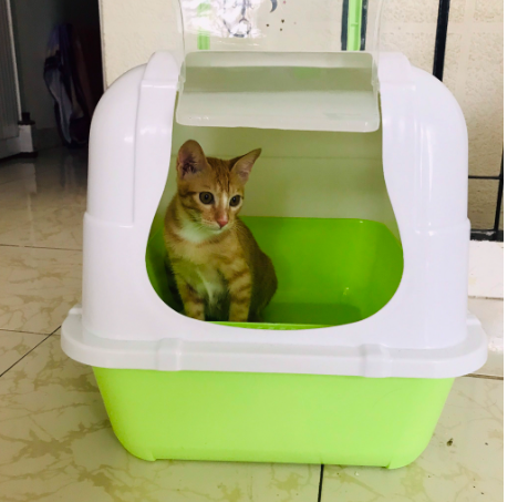 Hot Selling Plastic Cat Litter Box Semi Automatic Pet Cat Toilet Cat Training Toilet Kitten Toilet Boxes Akina