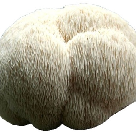 Pure natural Hericium fungus erinaceus mushroom whole dried lion mane mushroom Akina