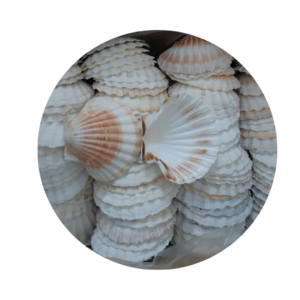 Home and Foods Decoration Craft Seashell Polished Natural Sea Shell made in Vietnam OEM packing/Ms.Thi +84 988 872 713