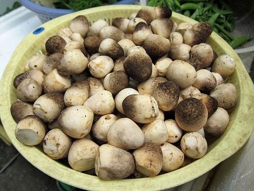 FRESH STRAW MUSHROOM BY SUPPLIER HIGH QUALITY AND BEST PRICE