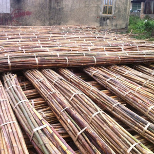 Supplier of natural rattan bamboo poles with good quality in Vietnam