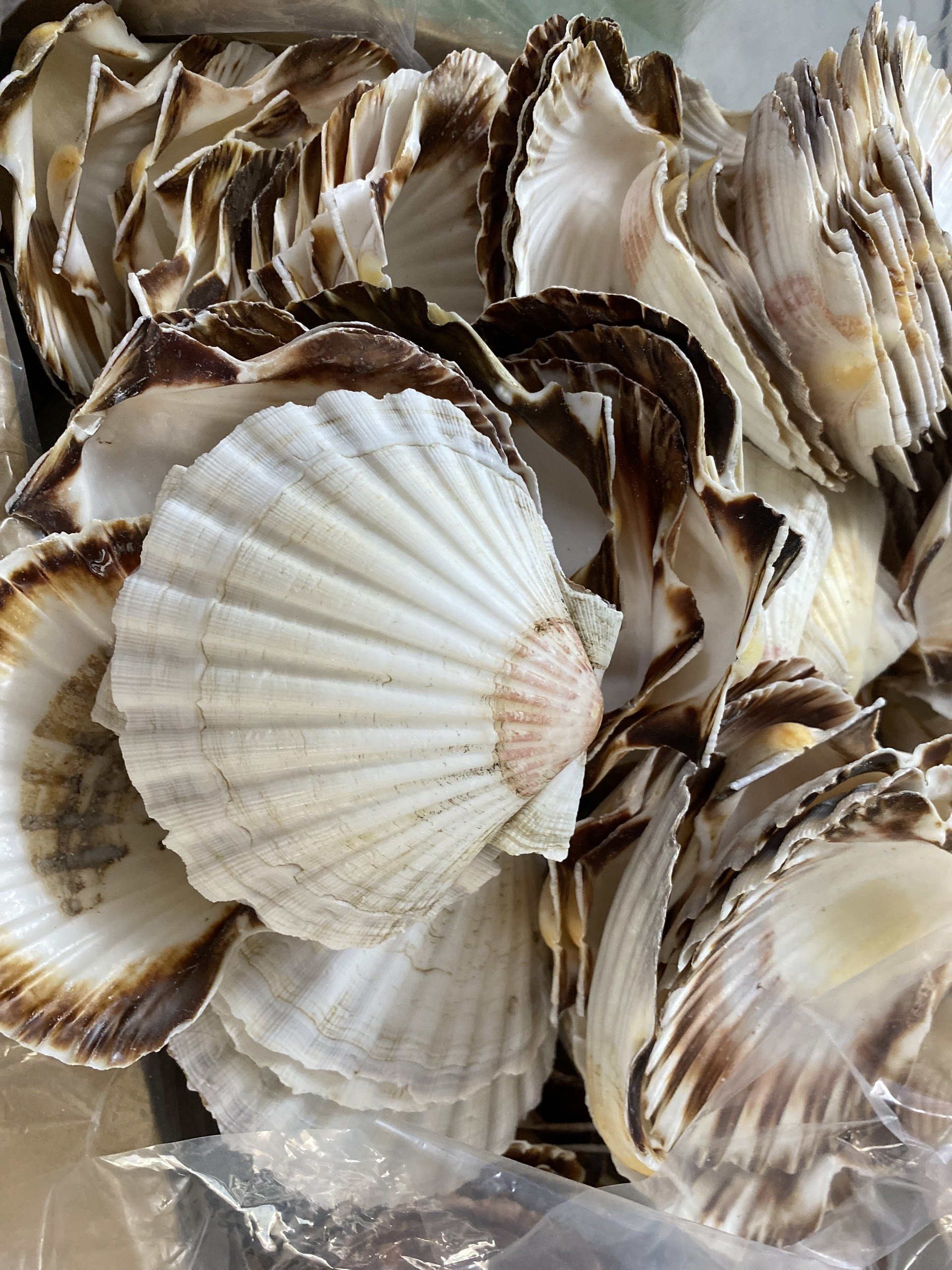 Home and Foods Decoration Craft Seashell Polished Natural Sea Shell made in Vietnam OEM packing/Ms.Thi +84 988 872 713