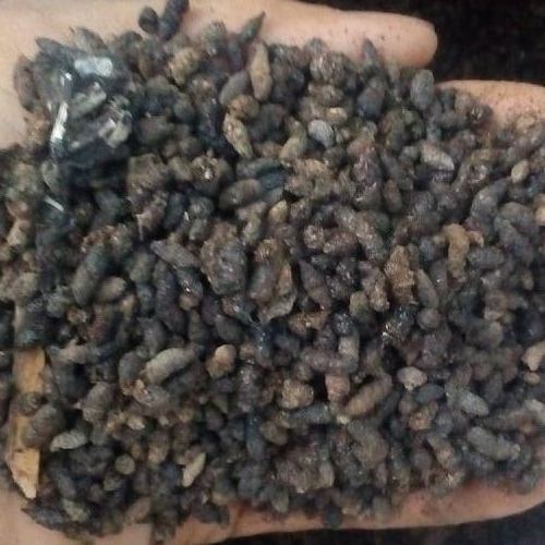 Factory Price Wholesale bat poop High quality agricultural animal Bat poop Best seller Viet Nam