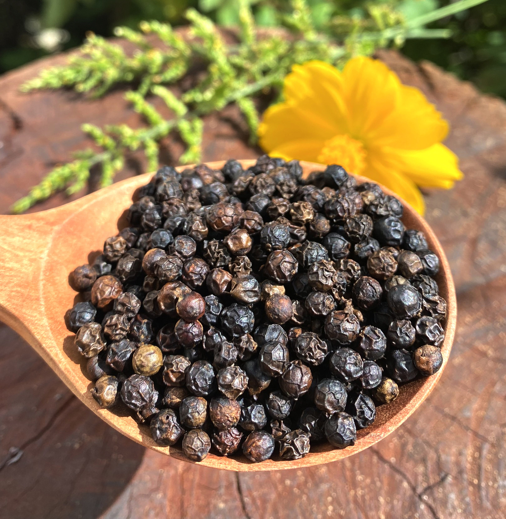 Nui Voi Factory Wholesale Black Pepper Price Spices Best Price Natural Vietnam Pepper All Size