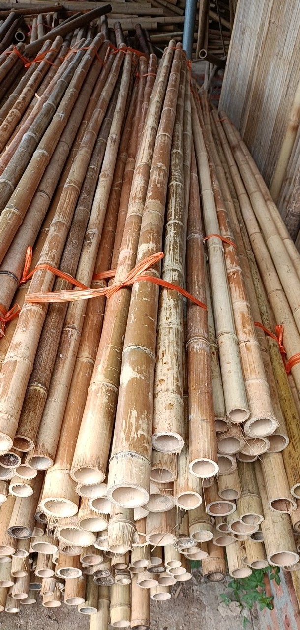 Dried Treated Bamboo Poles/canes/stakes Poles For Bamboo Raw Garden Plant Support from View Nam