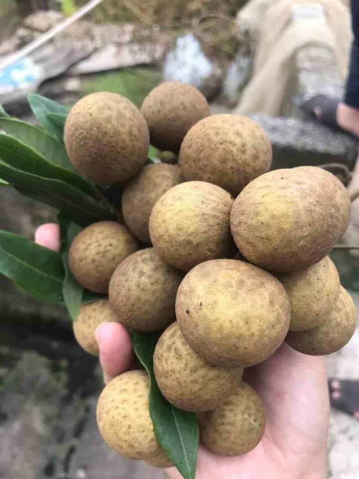 Best selling Vietnam OEM Canned Longan Fruits in can 10 OZ/ 20 OZ/  30 OZ for directly eat