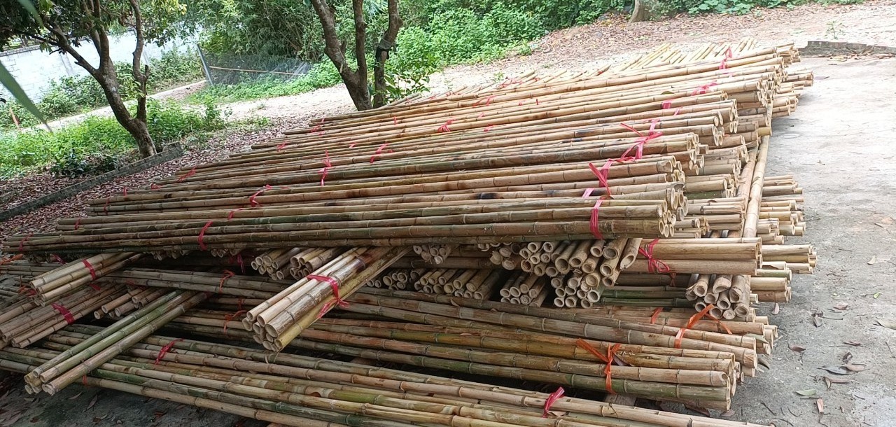 Dried Treated Bamboo Poles/canes/stakes Poles For Bamboo Raw Garden Plant Support from View Nam