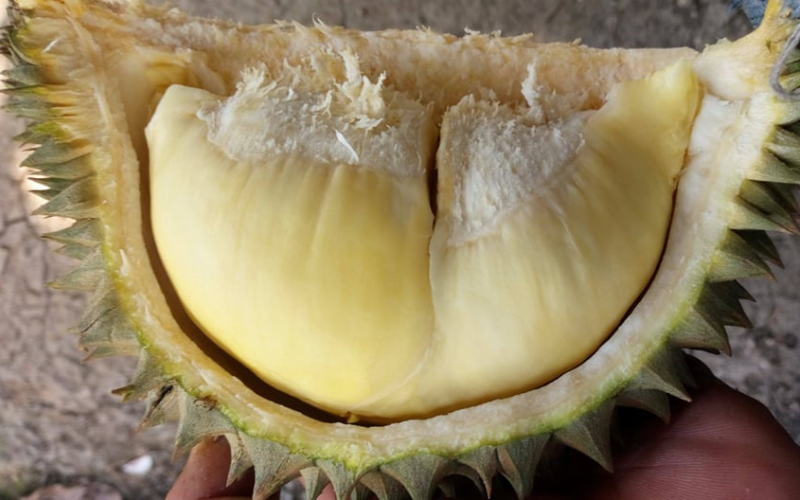 Customized Packaging Fresh Monthong Durian Premium Quality from Vietnam Free Tax Cheap Price