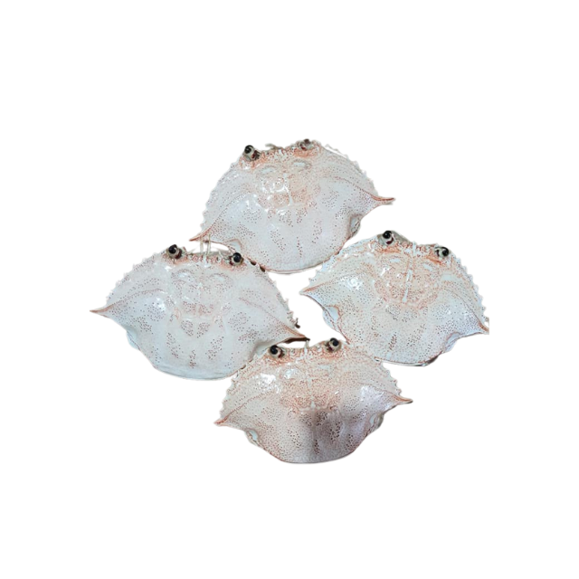 NATURAL DECORATIVE CRAB SHELLS ALL VARIETIES SIZES REASONABLE PRICE MADE OF 100% NATURAL MUD CRAB SHELLS