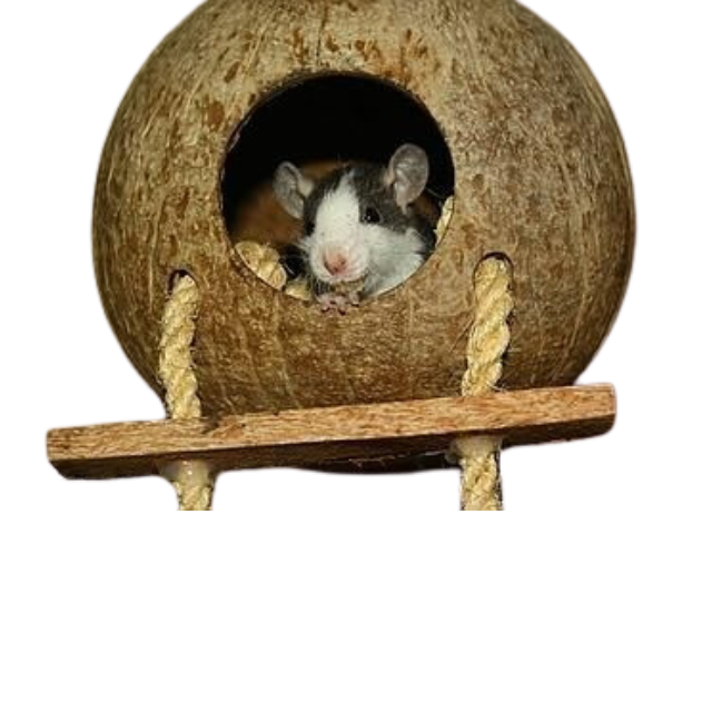 Natural Small Pet Coconut Cages Pet Cage for Hamster / Small Animal Nest / Cheap factory price