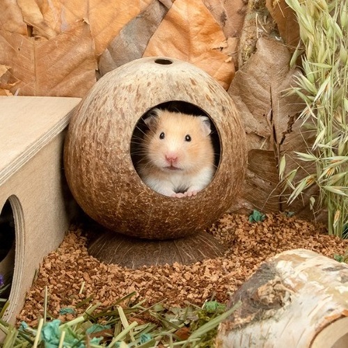 NEW PREMIUM QUALITY COCONUT SHELL HOUSE FOR HAMSTER BEST SELLER DOG TOY NATURAL 2023 FROM VIETNAM SUPPLIER