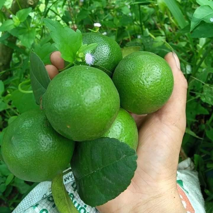 Top Quality Fresh VIETNAMESE Green Lime/ Lemon wholesale cheapest price export USA,UK, EU