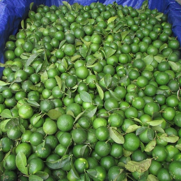 Top Quality Fresh VIETNAMESE Green Lime/ Lemon wholesale cheapest price export USA,UK, EU