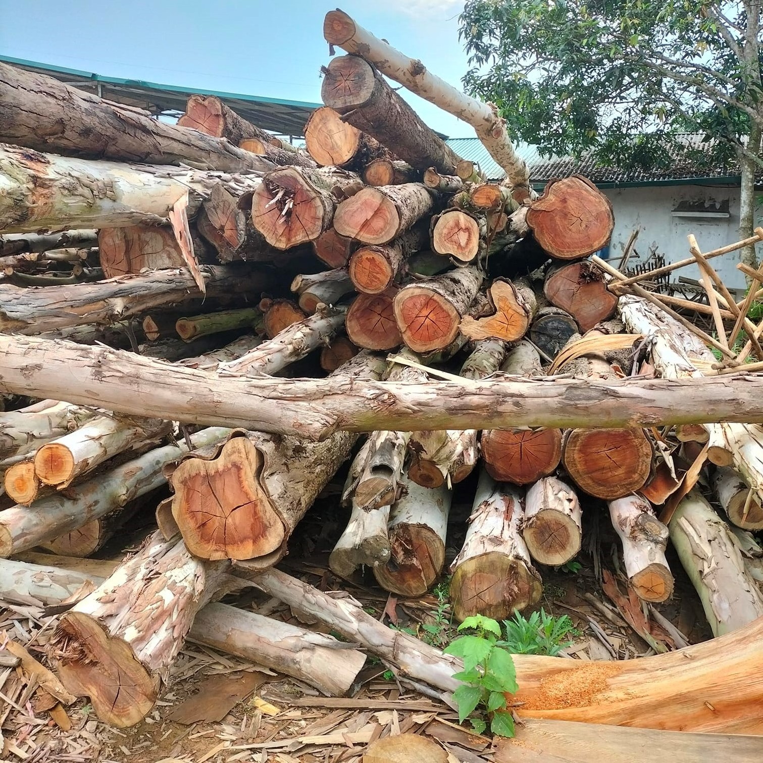 High Quality 100% Natural Eucalyptus Wood logs/ Sawn Timber with best Price