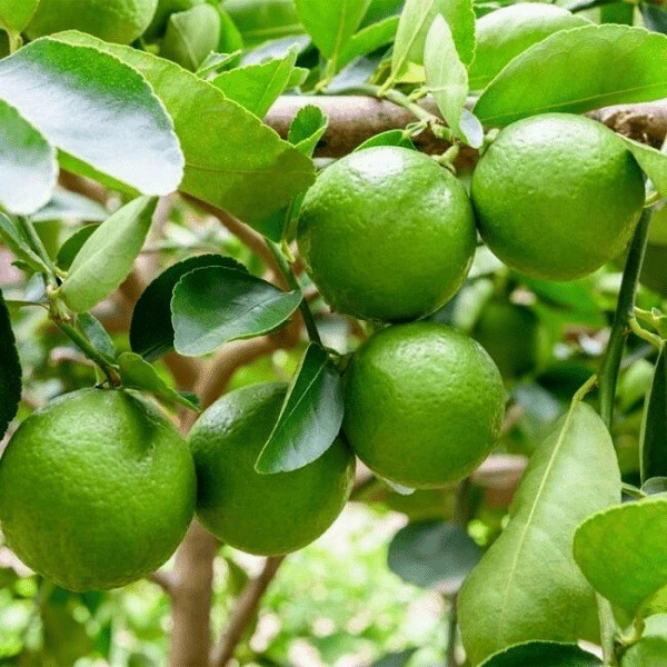 Top Quality Fresh VIETNAMESE Green Lime/ Lemon wholesale cheapest price export USA,UK, EU