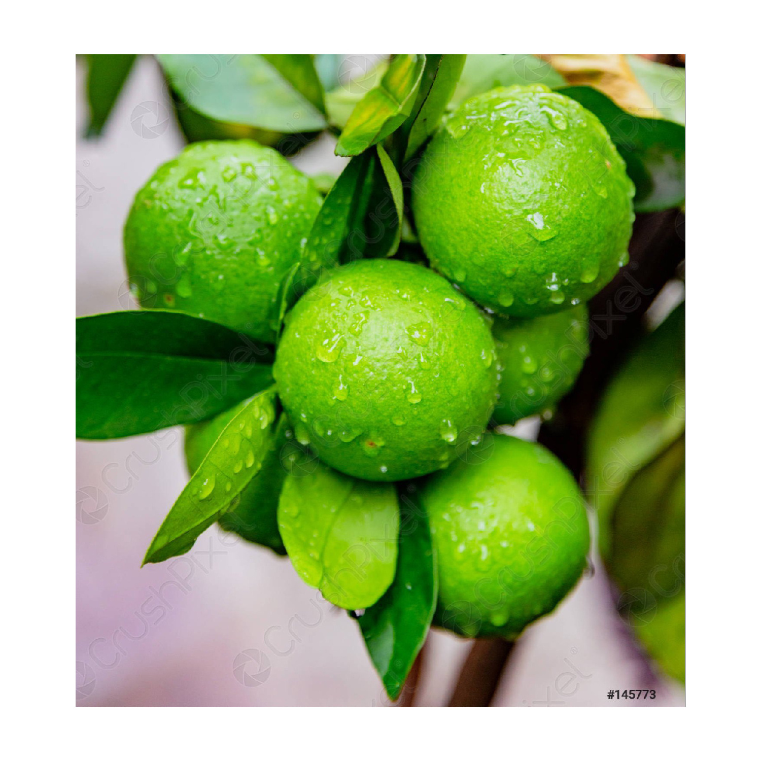 Top Quality Fresh VIETNAMESE Green Lime/ Lemon wholesale cheapest price export USA,UK, EU