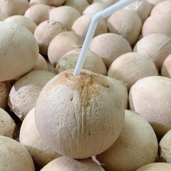 HIGH QUALITY FRESH SIAMESE COCONUT - FROZEN SIAMESE COCONUT FROM VIETNAM WITH A SWEET TASTE