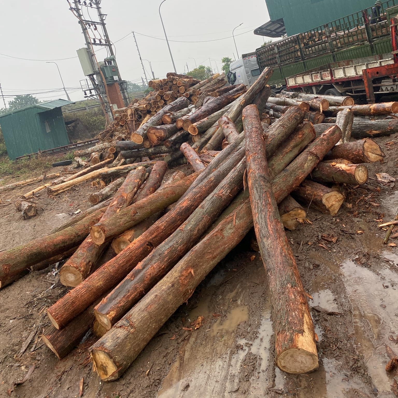 High Quality 100% Natural Eucalyptus Wood logs/ Sawn Timber with best Price