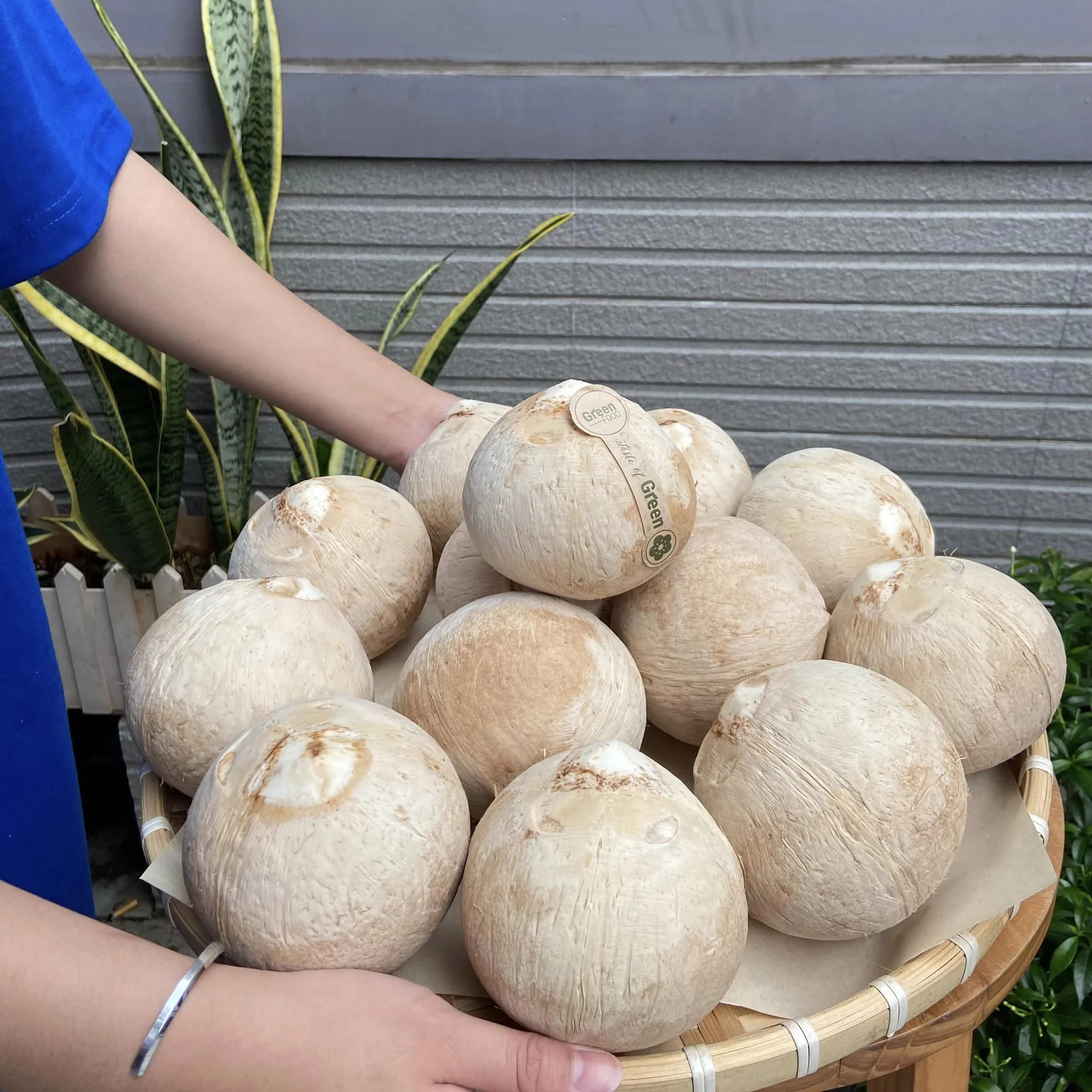 HIGH QUALITY FRESH SIAMESE COCONUT - FROZEN SIAMESE COCONUT FROM VIETNAM WITH A SWEET TASTE