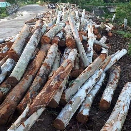 High Quality 100% Natural Eucalyptus Wood logs/ Sawn Timber with best Price