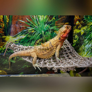 Strongest And Safest Basking Areas Reptology Lizard Lounger Great for Bearded Dragons Anole Geckos and Other Reptiles