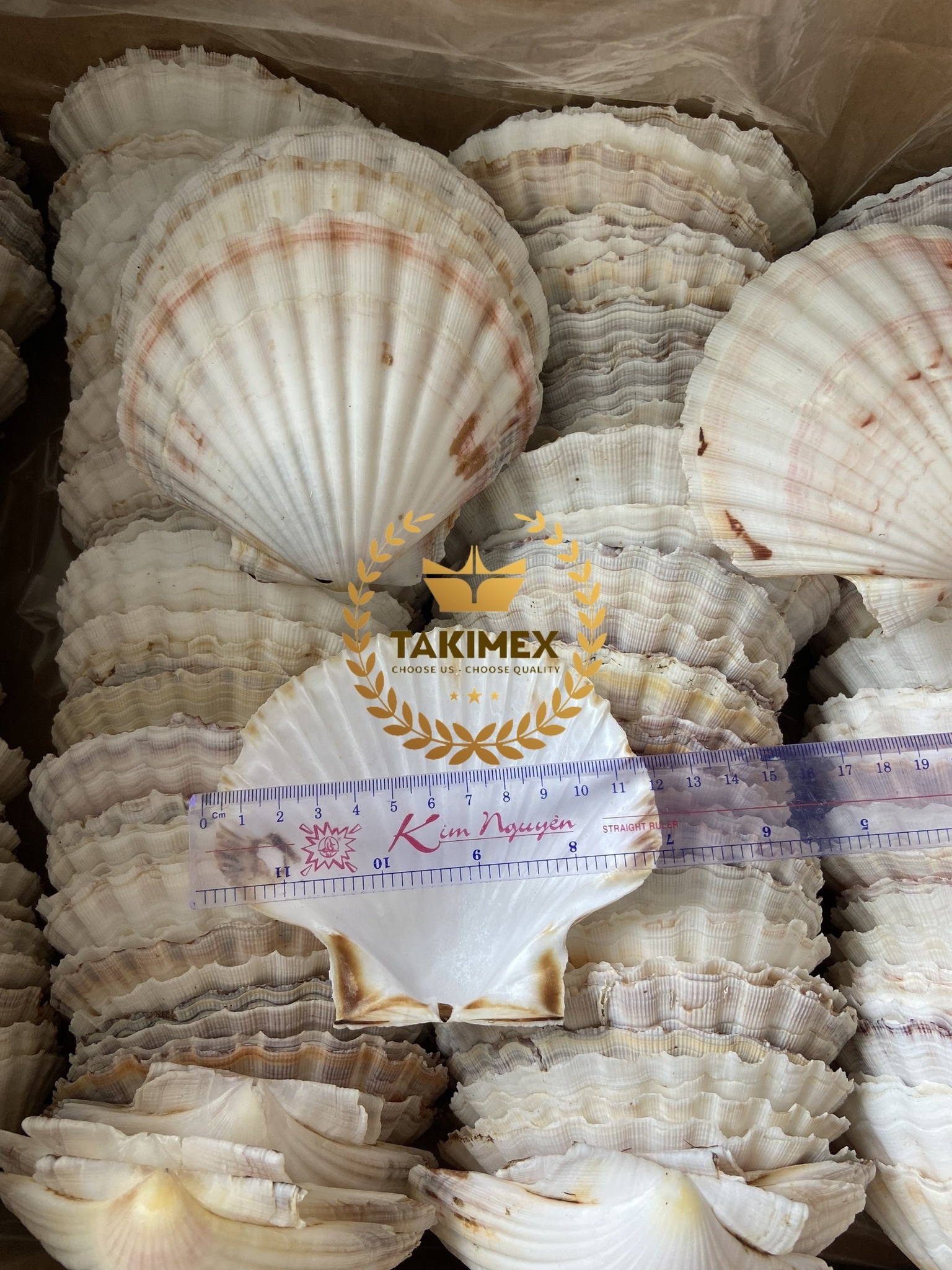 Cleaned and Polished Nature sea shell scallop shells bulk packing Vietnam origin fast delivery for decoration or foodstuff