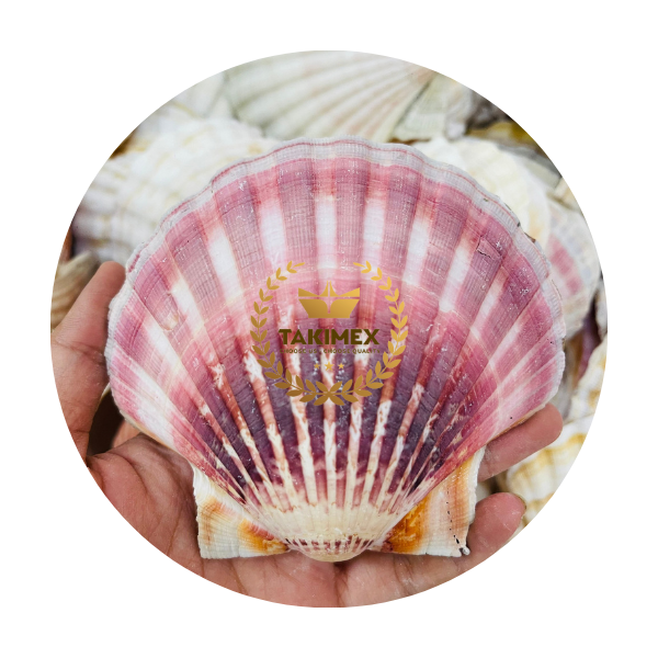 Cleaned and Polished Nature sea shell scallop shells bulk packing Vietnam origin fast delivery for decoration or foodstuff