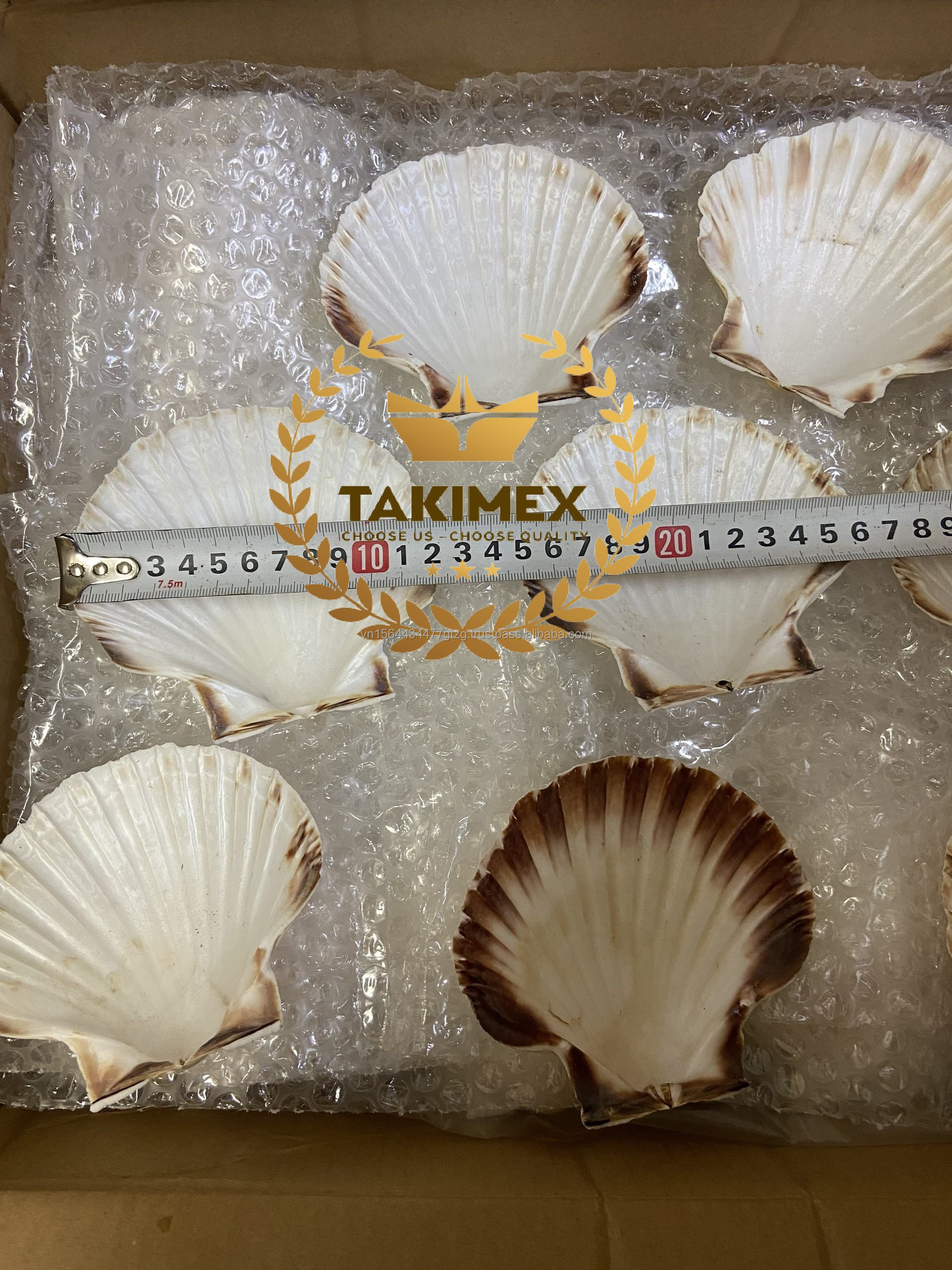 WHOLESALE DRIED SEASHELLS FOR CRAFTS PREMIUM QUALITY FROM VIETNAM BEST PRODUCT FOR SEASHELLS DECORATION