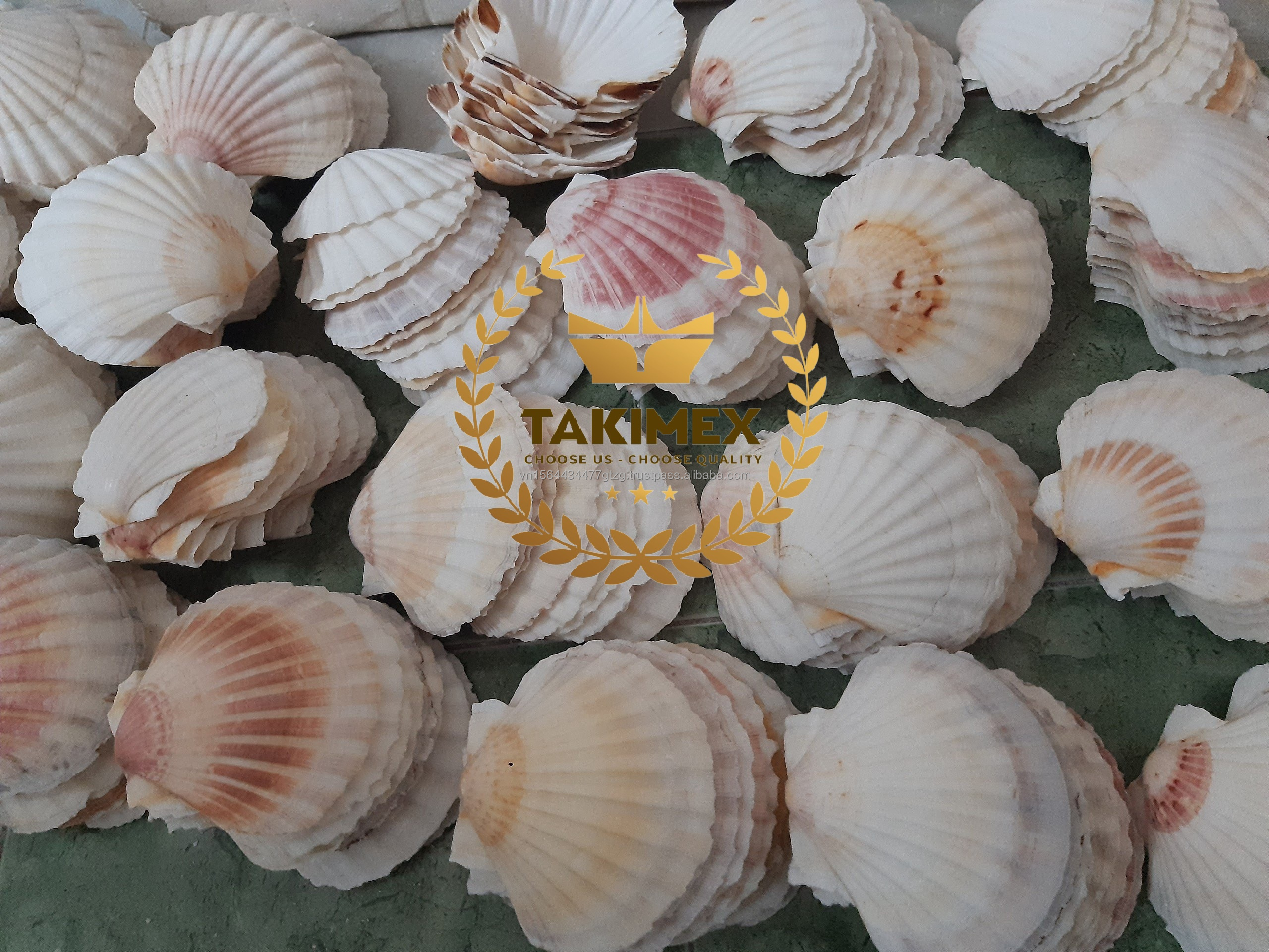 Home and Foods Decoration Craft Seashell Polished Natural Sea Shell made in Vietnam OEM packing