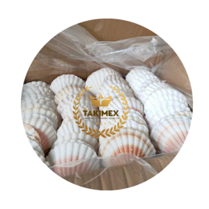 WHOLESALE DRIED SEASHELLS FOR CRAFTS PREMIUM QUALITY FROM VIETNAM BEST PRODUCT FOR SEASHELLS DECORATION