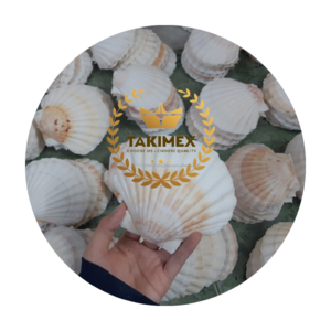 Home and Foods Decoration Craft Seashell Polished Natural Sea Shell made in Vietnam OEM packing