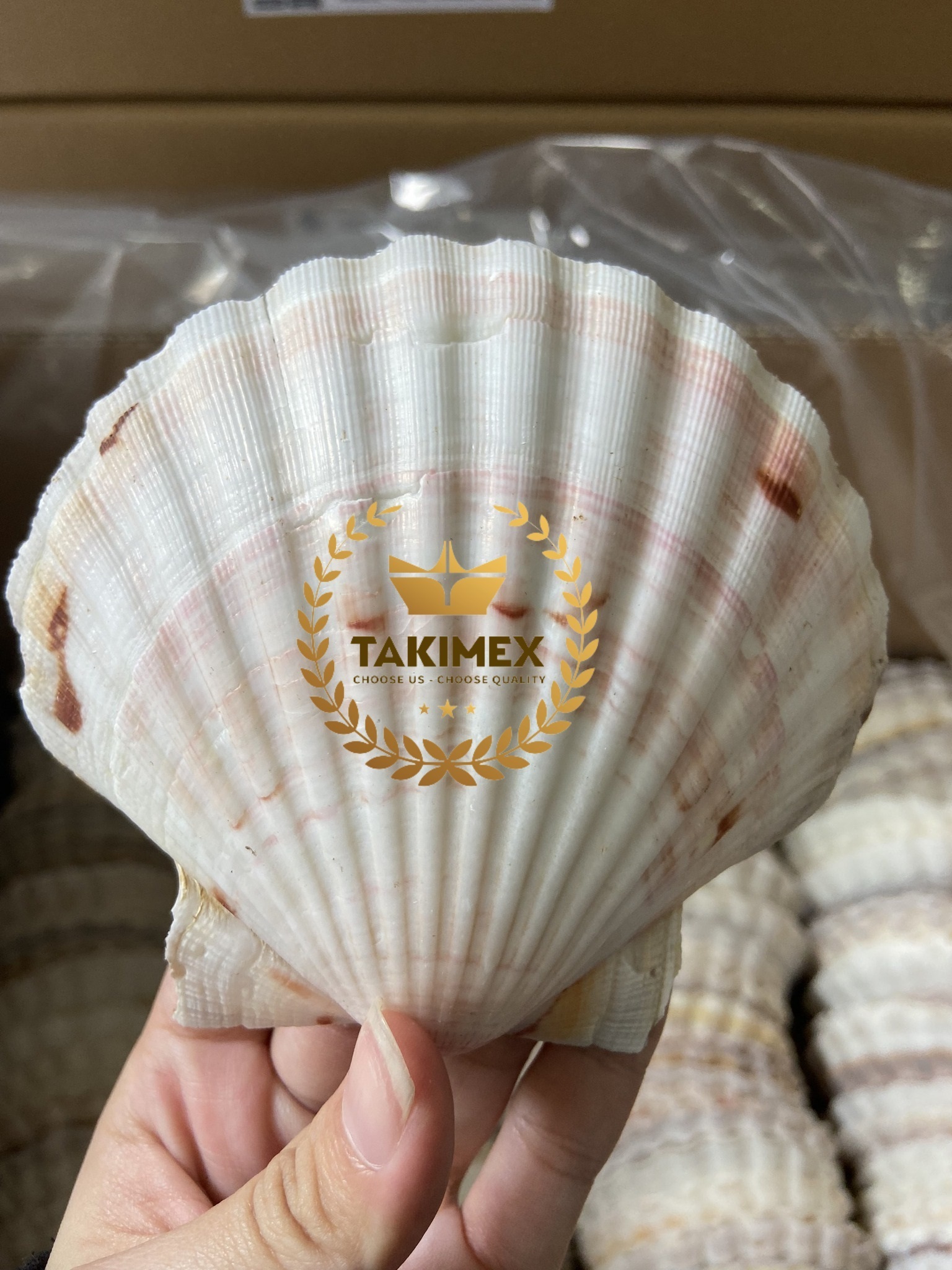 Cleaned and Polished Nature sea shell scallop shells bulk packing Vietnam origin fast delivery for decoration or foodstuff