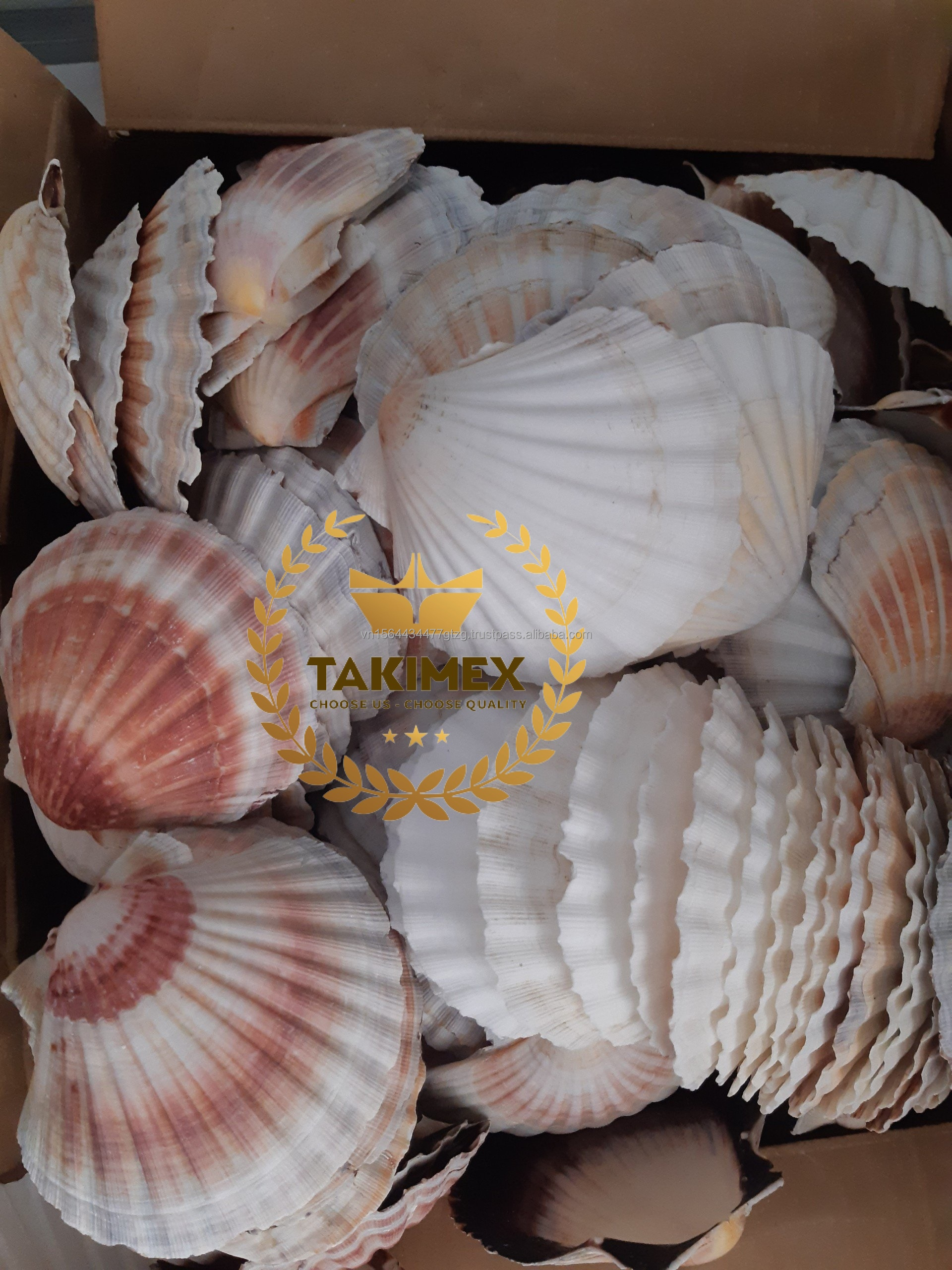 WHOLESALE DRIED SEASHELLS FOR CRAFTS PREMIUM QUALITY FROM VIETNAM BEST PRODUCT FOR SEASHELLS DECORATION