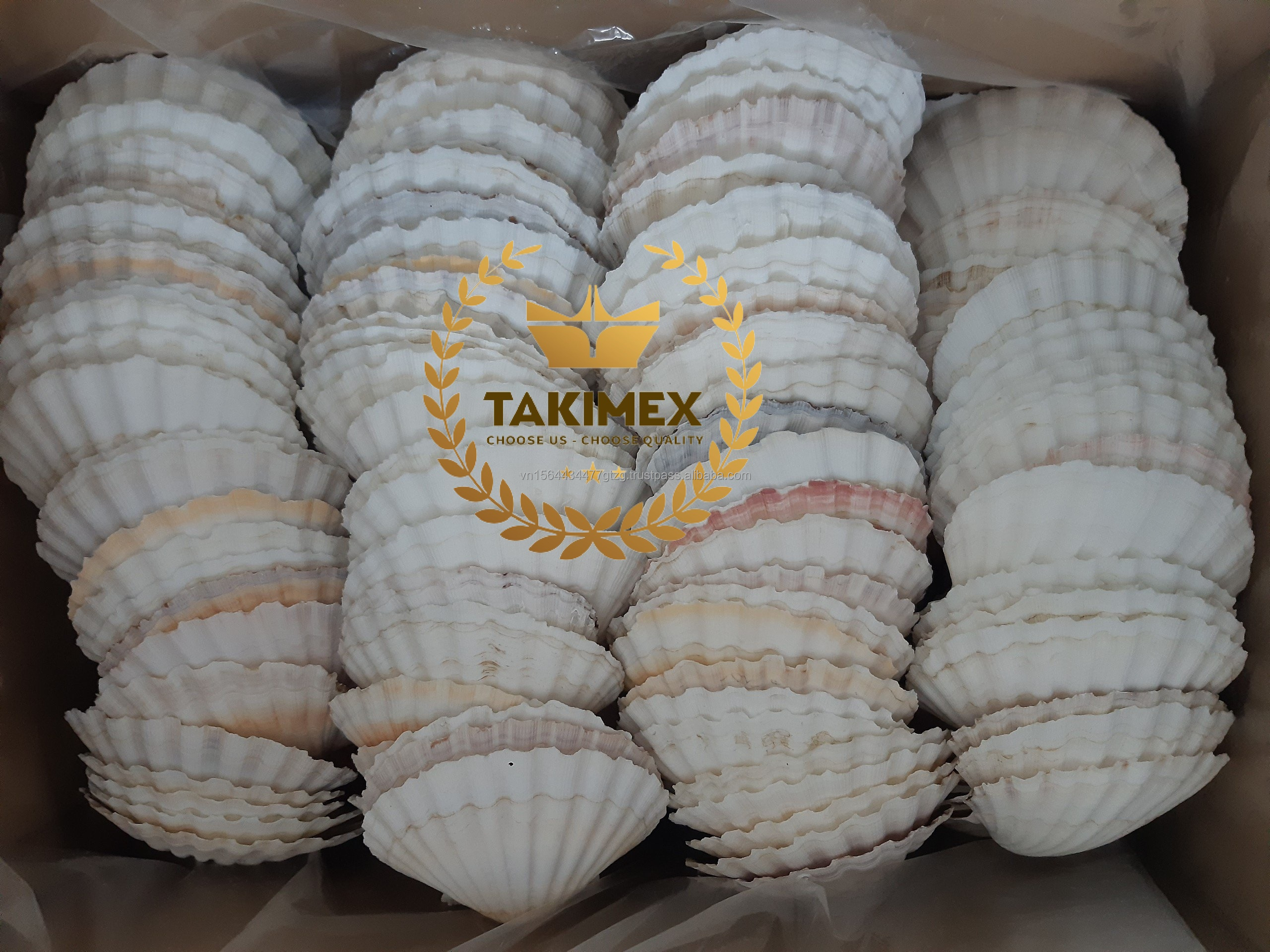 Home and Foods Decoration Craft Seashell Polished Natural Sea Shell made in Vietnam OEM packing