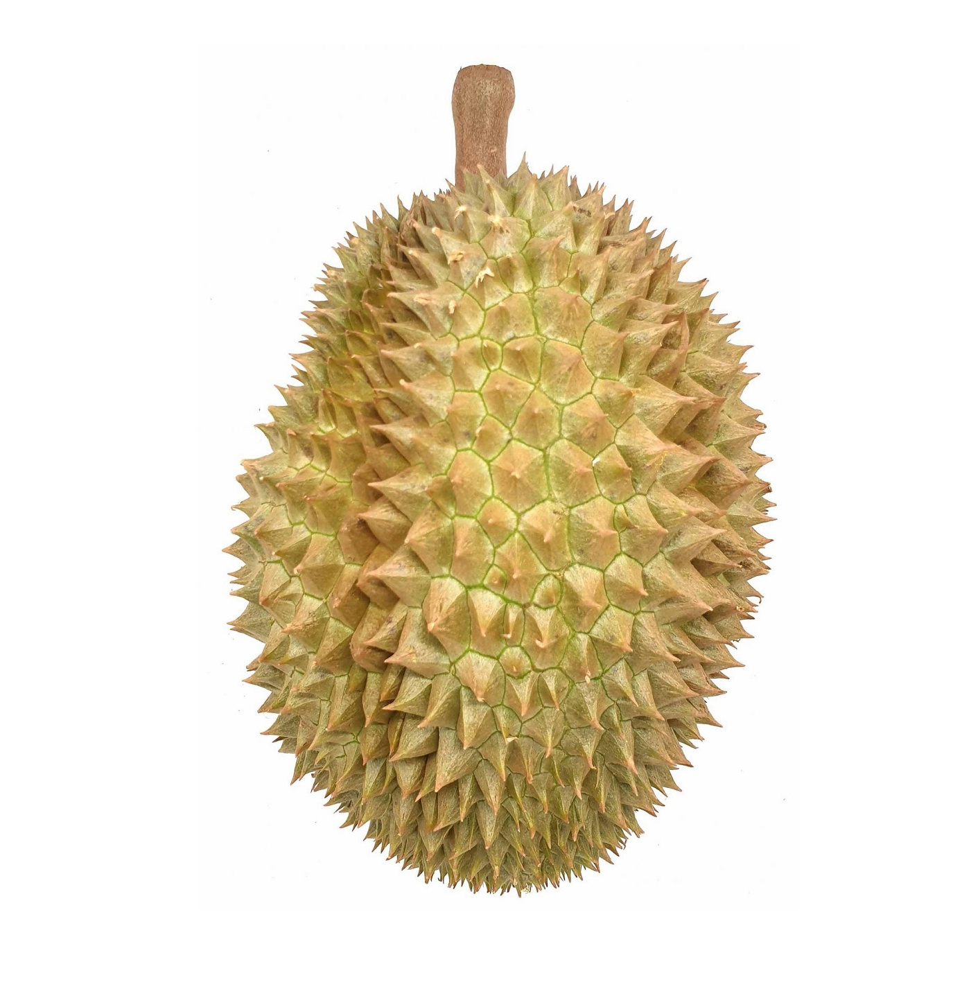 High Quality Hot Sale Frozen Fruit & Vegetable Products Whole Frozen Durian Sweet And Thick Flavor Famous Tropical Asia Fruit