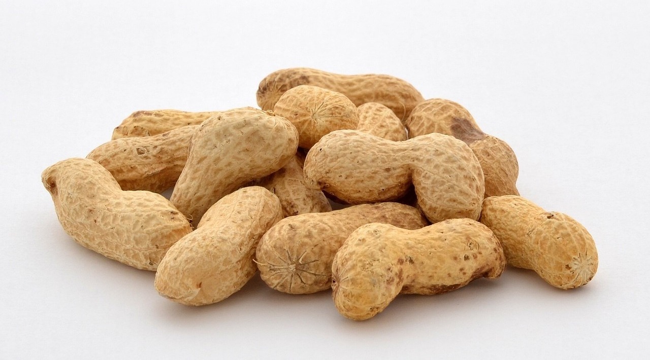 Taste natural Peanut from Vietnam farm-Fresh Peanuts for Export Clean Tasty Peanuts Cheap Price peanuts