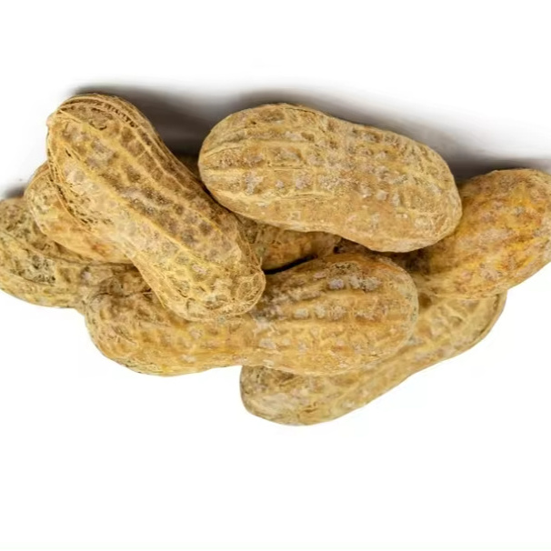 Protein and nutrial Peanut from Vietnam farm Fresh Peanuts for Export Clean Tasty Cheap Price peanuts