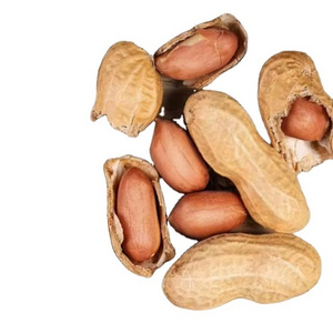 Taste natural Peanut from Vietnam farm-Fresh Peanuts for Export Clean Tasty Peanuts Cheap Price peanuts