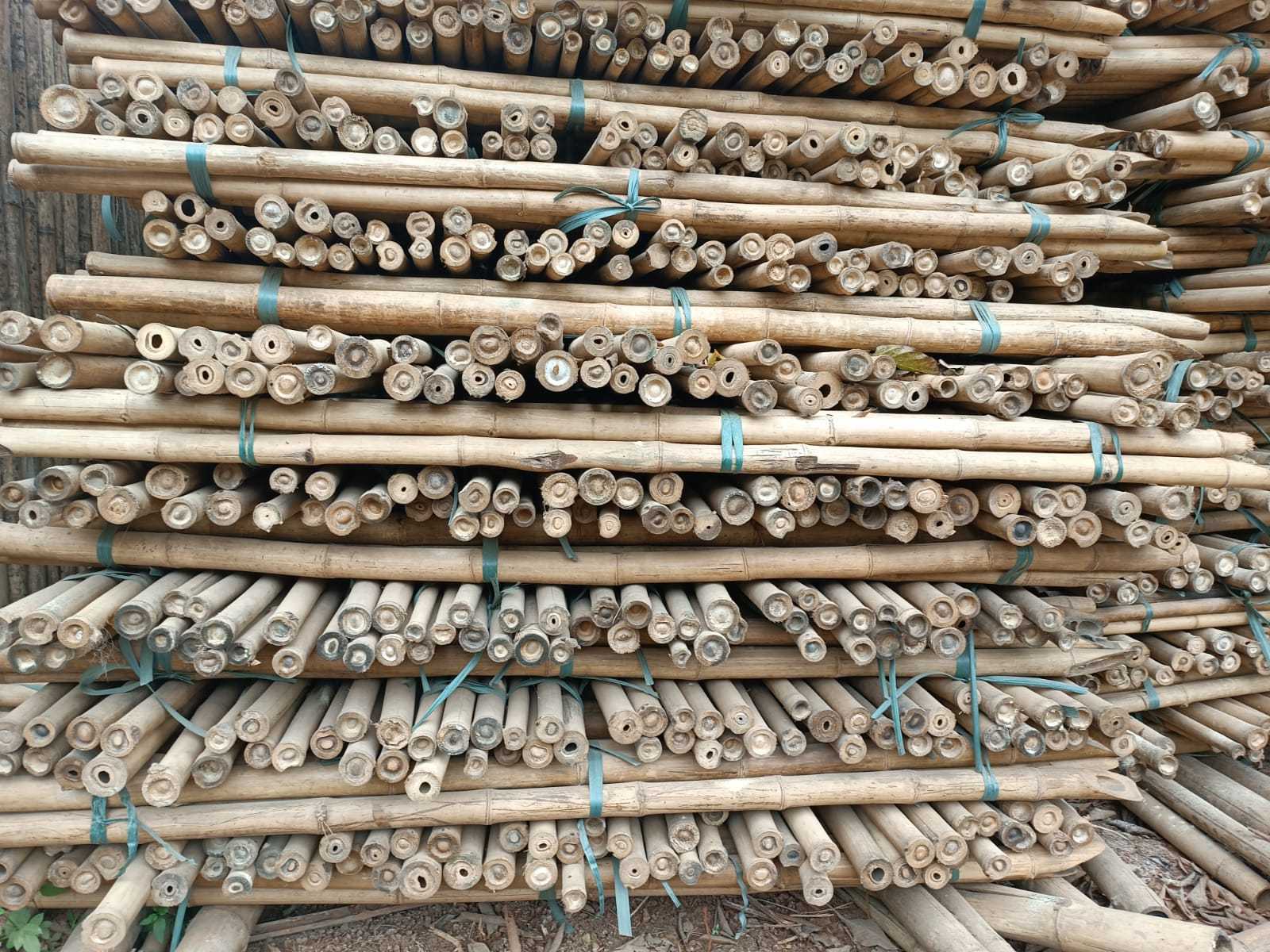 Bamboo pole for Outdoor Bamboo Fence outdoor natural 2024 bamboo Natural Green Pole