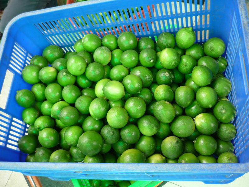 Wholesale FRESH Citrus fruit - seedless lime Green Lemon/Lime Fruit