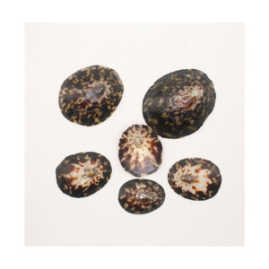 NATURAL POLISHED LIMPET SHELL SALE AT GOOD PRICE FROM VIETNAM  VARIOUS SHAPE AND SIZE CUSTOMIZED PACKAGE PRIVATE LABEL