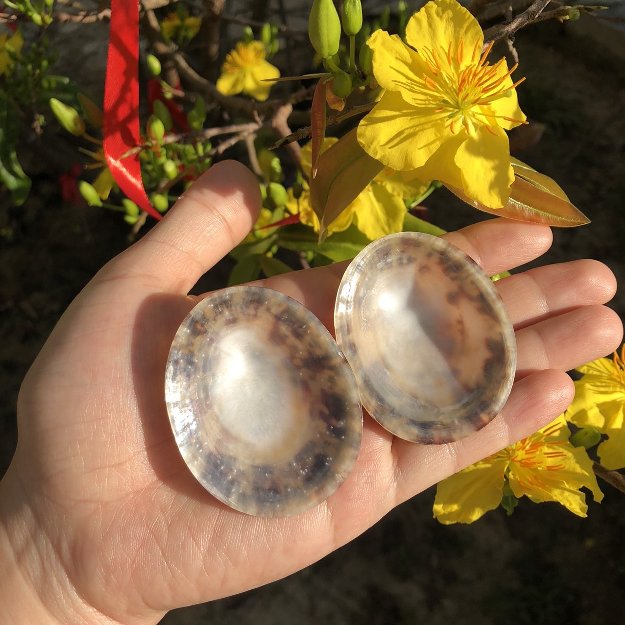 The beach souvenir gifts For Customer Satisfaction Polished Sea Shell Limpet Snail Shell Big Size For Hawaii festival