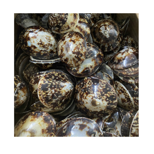 The beach souvenir gifts For Customer Satisfaction Polished Sea Shell Limpet Snail Shell Big Size For Hawaii festival