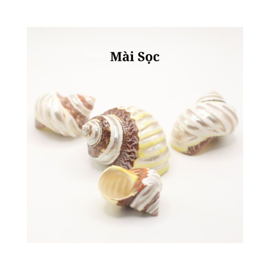 OCEANIC CONCH SEASHELL NATURAL POLISHED CRYSTAL MOTHER OF PEARL SNAIL LANDSCAPE SEASHELL TOP QUALITY WHOLESALE CHEAP PRICE